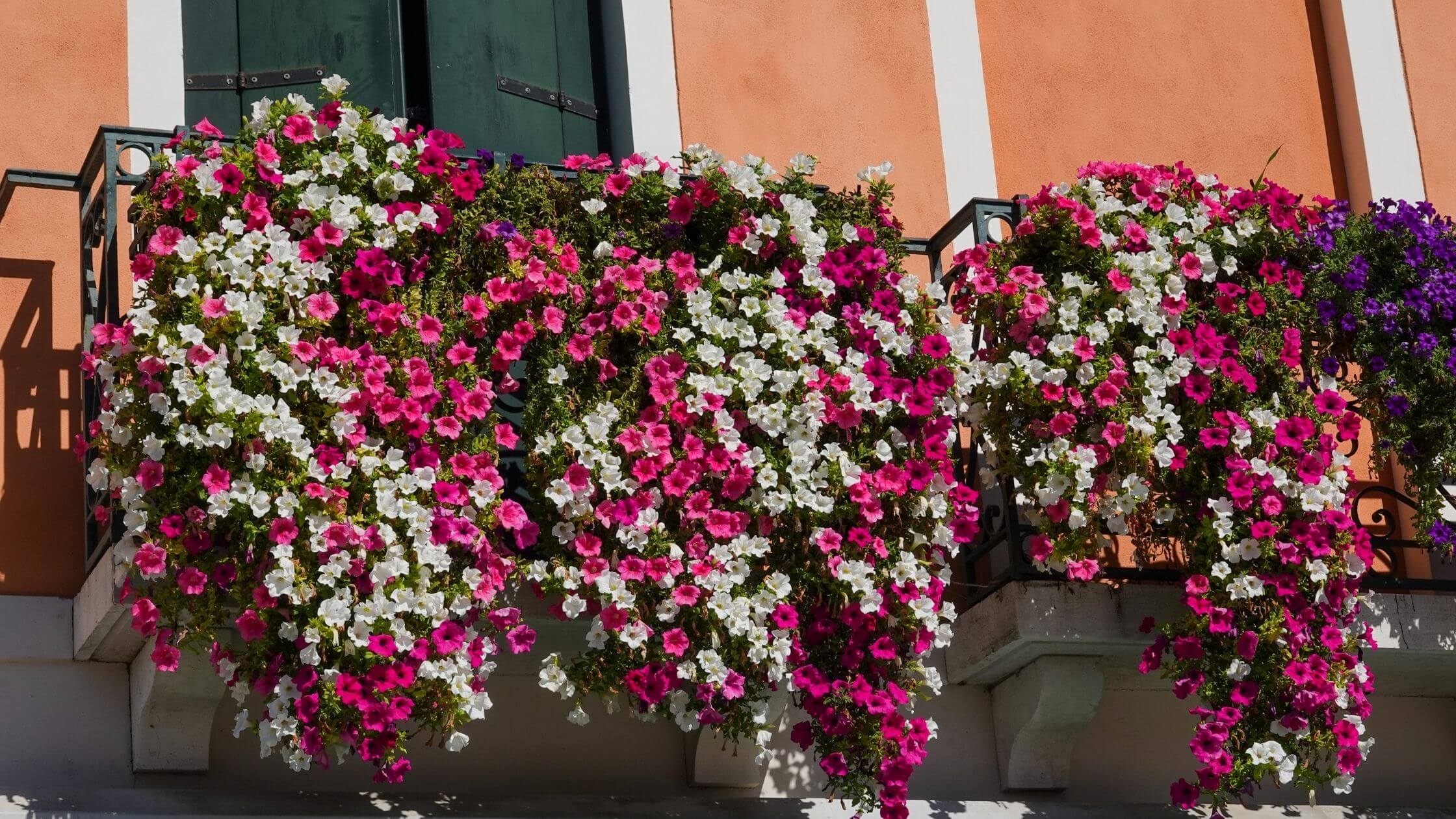 Quelles plantes utiliser pour décorer une brise vue de balcon